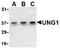 UNG1 antibody, AP05613PU-N, Origene, Western Blot image 