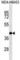 Src Homology 2 Domain Containing F antibody, abx029750, Abbexa, Western Blot image 