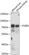 Furin, Paired Basic Amino Acid Cleaving Enzyme antibody, 22-945, ProSci, Western Blot image 