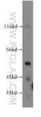 Arylsulfatase K antibody, 19749-1-AP, Proteintech Group, Western Blot image 