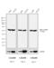 Rat IgG Isotype Control antibody, A18739, Invitrogen Antibodies, Western Blot image 