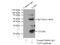TATA-Box Binding Protein Associated Factor 9 antibody, 10544-1-AP, Proteintech Group, Immunoprecipitation image 