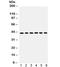Selectin L antibody, R31964, NSJ Bioreagents, Western Blot image 