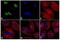 Rabbit IgG antibody, A-11070, Invitrogen Antibodies, Immunofluorescence image 