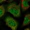 Zinc Finger Protein 488 antibody, HPA035957, Atlas Antibodies, Immunocytochemistry image 