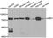 GLGB antibody, abx005061, Abbexa, Western Blot image 