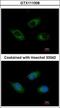 Cell death activator CIDE-3 antibody, GTX111008, GeneTex, Immunofluorescence image 