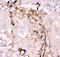Gelsolin antibody, PB9209, Boster Biological Technology, Immunohistochemistry frozen image 