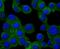 PMP-22 antibody, A00890-1, Boster Biological Technology, Immunocytochemistry image 