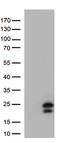 Interferon Lambda 1 antibody, TA812899, Origene, Western Blot image 
