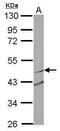 Ring Finger Protein 180 antibody, PA5-31425, Invitrogen Antibodies, Western Blot image 