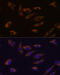 Follistatin Like 4 antibody, 18-325, ProSci, Immunofluorescence image 