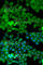 Junction Plakoglobin antibody, A0963, ABclonal Technology, Immunofluorescence image 