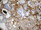 Plasminogen antibody, TA810638S, Origene, Immunohistochemistry frozen image 