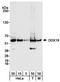 DDX19B antibody, A300-547A, Bethyl Labs, Western Blot image 