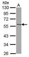 pG2 antibody, PA5-30285, Invitrogen Antibodies, Western Blot image 