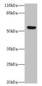Leukocyte Immunoglobulin Like Receptor A2 antibody, CSB-PA854017LA01HU, Cusabio, Western Blot image 