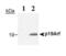 Cyclin-dependent kinase inhibitor 2A, isoforms 1/2/3 antibody, MA1-16664, Invitrogen Antibodies, Western Blot image 