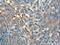 Interleukin 19 antibody, 23705-1-AP, Proteintech Group, Immunohistochemistry frozen image 