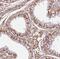 Testis Expressed 38 antibody, FNab08613, FineTest, Immunohistochemistry frozen image 