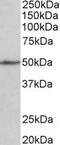 Cell adhesion molecule 1 antibody, MBS422813, MyBioSource, Western Blot image 