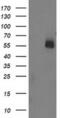 U-Box Domain Containing 5 antibody, MA5-25619, Invitrogen Antibodies, Western Blot image 