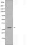 Homeobox B9 antibody, orb225664, Biorbyt, Western Blot image 