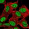 Zinc Finger BED-Type Containing 6 antibody, NBP2-55869, Novus Biologicals, Immunofluorescence image 