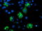 Mitochondrial Intermediate Peptidase antibody, LS-C175235, Lifespan Biosciences, Immunofluorescence image 
