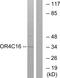 Olfactory Receptor Family 4 Subfamily C Member 16 (Gene/Pseudogene) antibody, PA5-38234, Invitrogen Antibodies, Western Blot image 