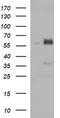 Zinc Finger And SCAN Domain Containing 21 antibody, TA506147S, Origene, Western Blot image 