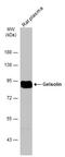 Gelsolin antibody, GTX633690, GeneTex, Western Blot image 
