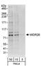 WD Repeat Domain 26 antibody, NBP1-26629, Novus Biologicals, Western Blot image 