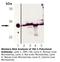 Heme Oxygenase 1 antibody, LS-B3706, Lifespan Biosciences, Western Blot image 