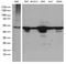 DExD-Box Helicase 39B antibody, LS-C799940, Lifespan Biosciences, Western Blot image 