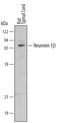 Neurexin-1-beta antibody, AF4524, R&D Systems, Western Blot image 
