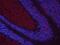 Chondroitin Sulfate Proteoglycan 5 antibody, PA5-48088, Invitrogen Antibodies, Immunohistochemistry frozen image 
