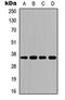 Atypical Chemokine Receptor 1 (Duffy Blood Group) antibody, orb234798, Biorbyt, Western Blot image 