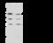 Interferon Regulatory Factor 3 antibody, 108076-T32, Sino Biological, Western Blot image 