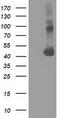 Schlafen Like 1 antibody, TA501884, Origene, Western Blot image 