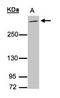 Mucin 2, Oligomeric Mucus/Gel-Forming antibody, NBP1-31231, Novus Biologicals, Western Blot image 