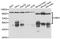 Ubiquitin Like Modifier Activating Enzyme 3 antibody, STJ29640, St John