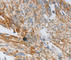 Neurotrophin 3 antibody, A3179, ABclonal Technology, Immunohistochemistry paraffin image 