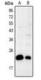 BAX antibody, MBS820141, MyBioSource, Western Blot image 
