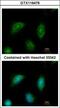 C2 Calcium Dependent Domain Containing 2 antibody, GTX116476, GeneTex, Immunofluorescence image 