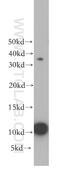 Histone Cluster 4 H4 antibody, 18341-1-AP, Proteintech Group, Western Blot image 