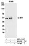 IST1 homolog antibody, A305-411A, Bethyl Labs, Immunoprecipitation image 