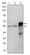 ETS Proto-Oncogene 1, Transcription Factor antibody, AM06416SU-N, Origene, Western Blot image 
