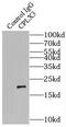 Complexin 3 antibody, FNab01923, FineTest, Immunoprecipitation image 