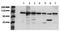 Catenin Beta 1 antibody, AM00022PU-N, Origene, Western Blot image 